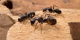 advice for carpenter ant infestation