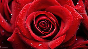 red rose background image and wallpaper