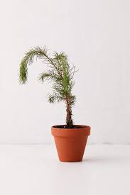 Homeoccasionfather's day giftsfather's day plant & bonsaipremium bonsai kuromatsu 黒松 japanese black pine. 35 Trends For Black Pine Bonsai Seedling Pink Wool