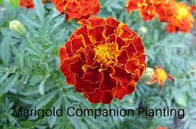 marigold companion planting growing