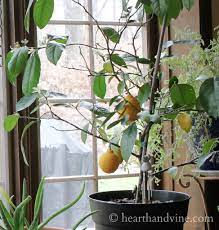 growing a dwarf meyer lemon tree