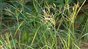 Hal ini karena bentuk ujung rumput. Rumput Teki Tanaman Pengganggu Yang Berkhasiat Obat Greeners Co