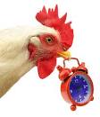 Image result for cockerel hen with a clock
