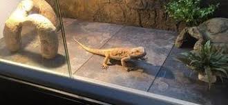 cleaning your bearded dragon enclosure