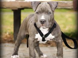 pit bulls hd wallpapers top free pit