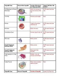 Cell Organelle Chart By Lisa Rezash Teachers Pay Teachers