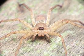 Spinnen lösen bei vielen menschen angst und unbehagen aus. Spinnen In Australien Giftige Arten Das Sollte Man Wissen
