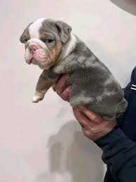 english bulldog puppies available for