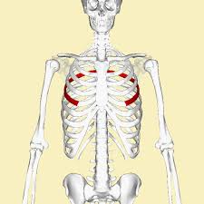 Pain springs under the rib cage direct toward the right shoulder. Fifth Rib Wikidata