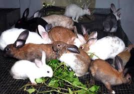 Consult the starting a commercial winery guide for more information. Rabbit Farming Rearing A Complete Project Guide Agri Farming