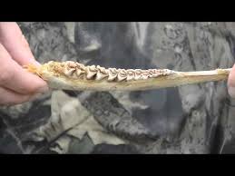White Tailed Deer Jawbone Aging Part 3 Quiz