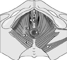 trigger points in the pelvic floor