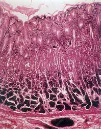 stomach fundic gastric mucosa lm