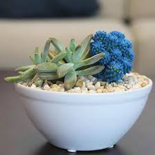 Blue Desert Gems Indoor Cactus Garden