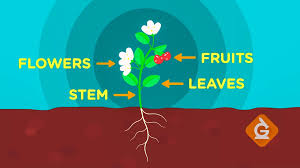 I hope you all like it! What Are The Parts Of A Plant Science Video For Kids Grades K 2