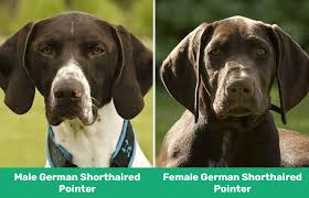 female german shorthaired pointers