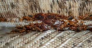 Dealing With Bed Bugs And Fleas Roaches