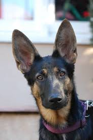 These pups have excellent ball drive.they would do great in obedience, agility, police, or home protector. When Will My German Shepherd S Ears Stand Up Pethelpful By Fellow Animal Lovers And Experts