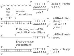 What does cdna mean ? Cdna Kompaktlexikon Der Biologie
