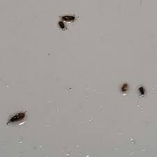 tiny brown crawling bugs in my bathroom