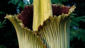 Any flower that emits an odor that smells like rotting flesh. A Rare Corpse Flower Attracted Hundreds To An Abandoned Gas Station