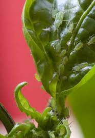 aphids on chilli pepper plants how i