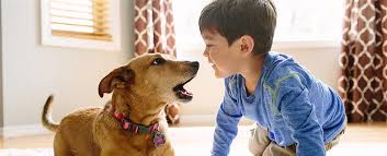 The best pet insurance combines affordable coverage with an easy reimbursement process and excellent customer service. Pets Best Pet Insurance Pet Health Insurance For Dogs Cats