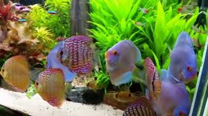 Discus Fish Growth