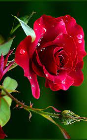 Find images of rose flower. Pin By Izabella Neumann On Belki Bir Gun Maybe One Day Beautiful Rose Flowers Beautiful Roses Beautiful Flowers
