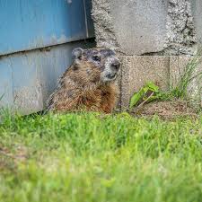 Top 6 instructive tips to trap a pesky groundhog. Woodchuck Removal Control Abc Humane Wildlife Control And Prevention