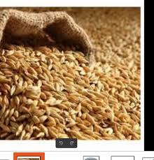 hybrid barley seeds for feed