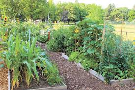 The Inland Northwest has more community gardens than ever, offering shared  know-how and ideal places to grow fresh food | Food News | Spokane | The  Pacific Northwest Inlander | News, Politics,
