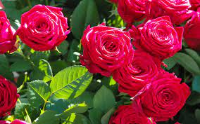 Here you can find different types of flower pictures, among them red flowers, white flowers, rose flowers, spring flowers, flower wallpapers and other flower images. Free Photo Beautiful Flowers Beautiful Naturally Green Free Download Jooinn