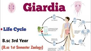 giardia b sc 1st semester giardia