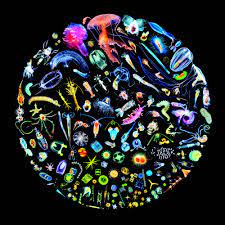 Le plancton, c'est le cosmos dans une goutte d'eau de mer" - Iodysseus