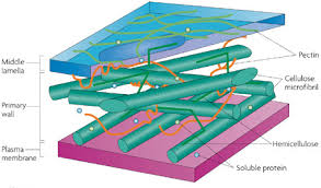 plant plasma membrane and cell wall