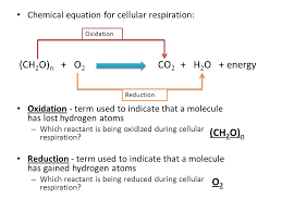 The citric acid cycle (or krebs cycle) cellular respiration cellular respiration is often expressed as a chemical equation directions: How Cells Harvest Energy Ppt Download
