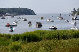 sharks in maine s coastal waters