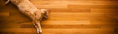 cat urine smell out of hardwood floors