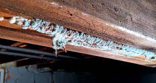 White Mold Growth In Your Home Causes