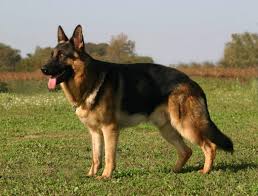 The first german shepherd puppy that came to the united states was when corporal lee duncan found a puppy in a destroyed french building during wwi. The German Shepherd A Legendary Breed K9 Web