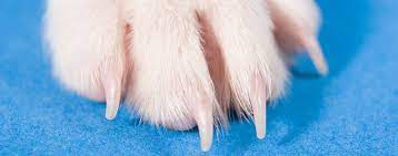 how to trim your dog s nails hartz