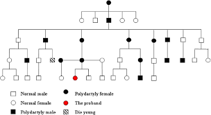 A Pedigree Chart Of The 5 Generation Family With 24 Normal