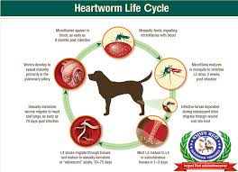 heartworm disease in dogs diagnosis