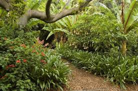 Air plants are small indoor house plants that get most of their nutrition from the air and require very little water. So Many Times I Ve Seen A Frangipani Tree Out On Its Lonesome I Think A Fra Tropical Garden Tropical Landscaping Royal Botanic Gardens Sydney