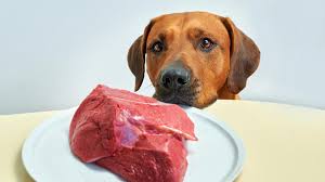 can dogs eat raw meat petmd