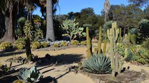 Arizona Cactus Garden