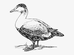 All images are transparent background and unlimited download. Duck Drawing Cliparts Duck Black And White Drawing Png Image Transparent Png Free Download On Seekpng