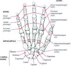 In addition, short bones provide stability and some movement to the body. Human Hand Skeletal Structure Depicting Finger Bones Joints Download Scientific Diagram