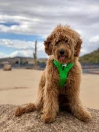 Red and golden mini goldendoodle and mini irish goldendoodle puppies that look like teddy bears are our focus. Finding And Selecting A Miniature Goldendoodle Puppy Expert Tips Ready Set Puppy